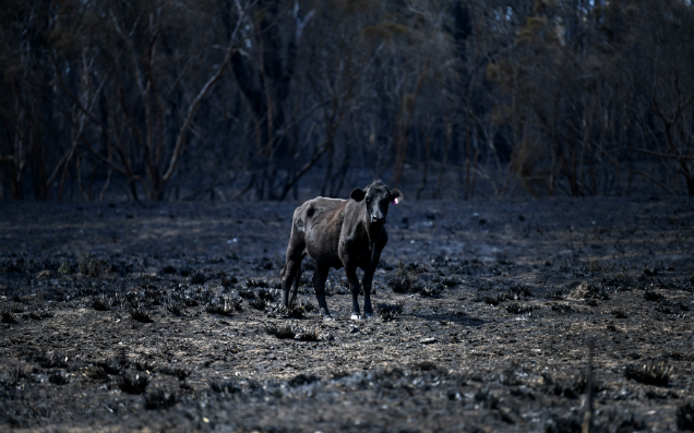 Horrific Photos Have Captured The Staggering Animal Death Toll From The NSW Fires