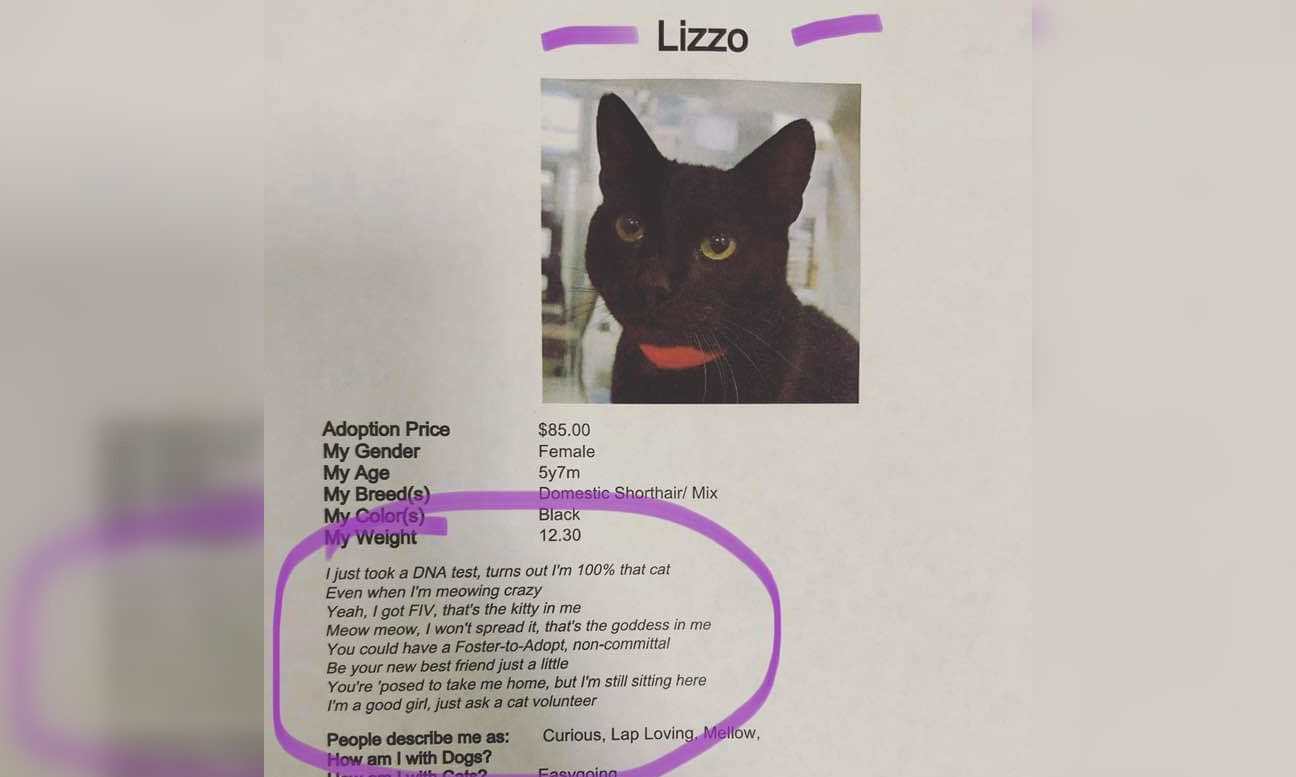This Adorable Rescue Cat Named Lizzo Wants To Be Your New Best Friend, Just A Little