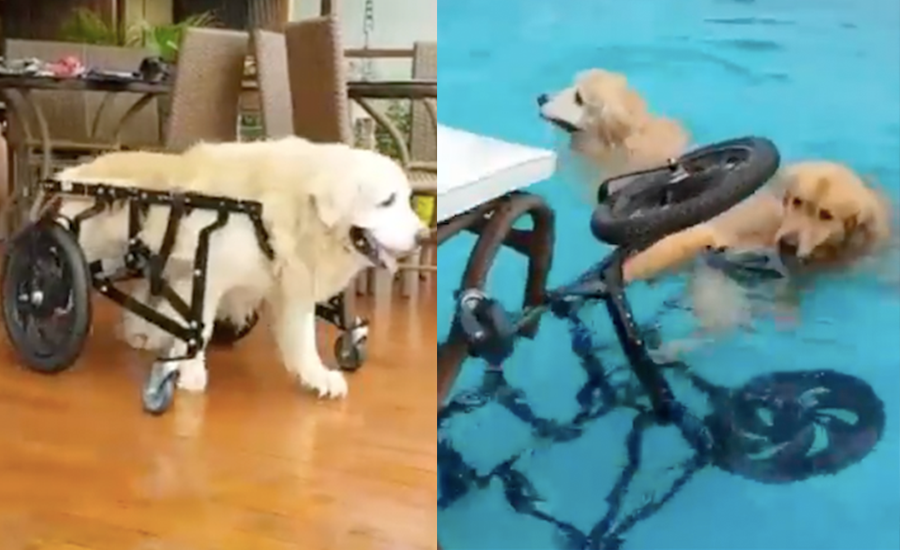 Meet Lion, The Blessed Doggo Who Won’t Let His Wheelchair Stop Him From Having A Swim
