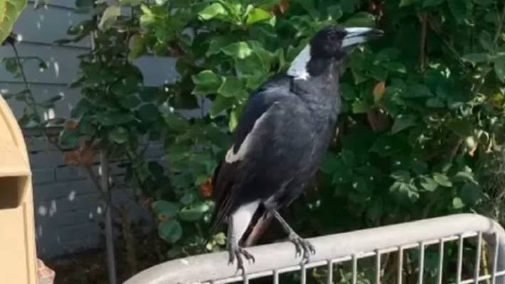 This Magpie Mimicking A Fire Engine Siren Basically Sums Up How Fkd The Bushfire Crisis Is