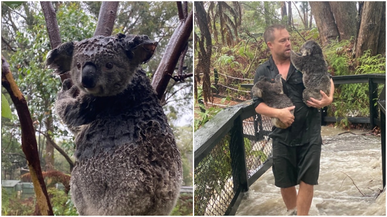 Flash Flooding Hits Australian Reptile Park, Which Is Shit For Koalas But Great For Gators