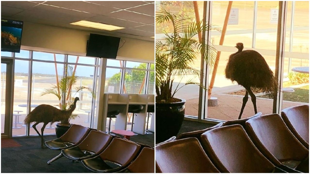 This Emu Broke Into The Whyalla Airport & I Simply Must Know Where He’s Trying To Fly