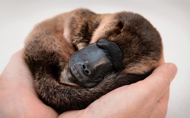 Platypus Are On The “Brink Of Extinction” Thanks To Australia’s Ongoing Drought Crisis