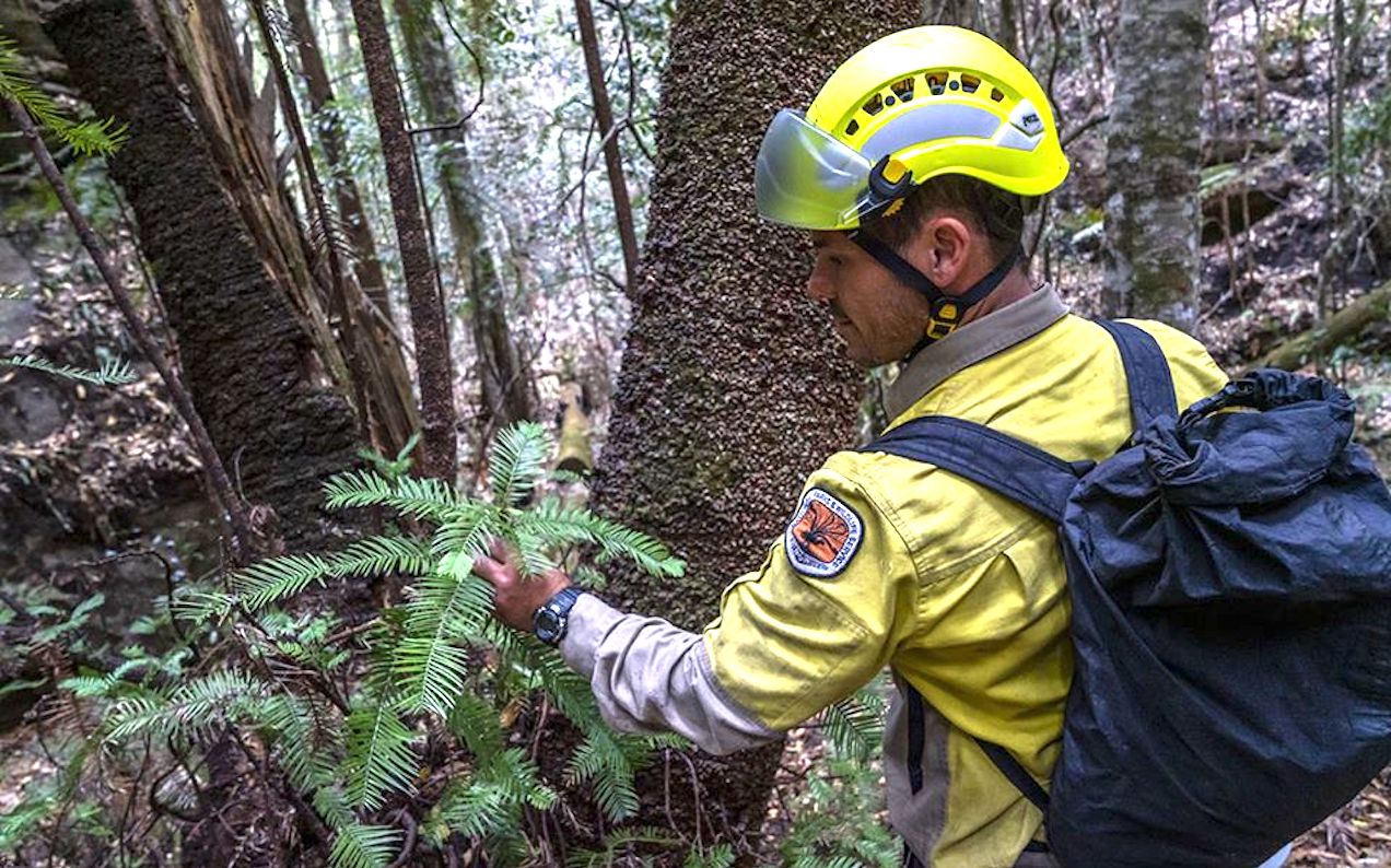 NSW’s Rare-As-Fuck Dinosaur Trees Saved By Firies In “Secret” Mission