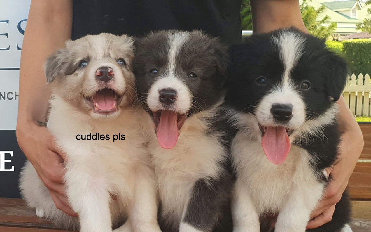 Border Collie Puppies For Adoption Nsw Border Collie Pup