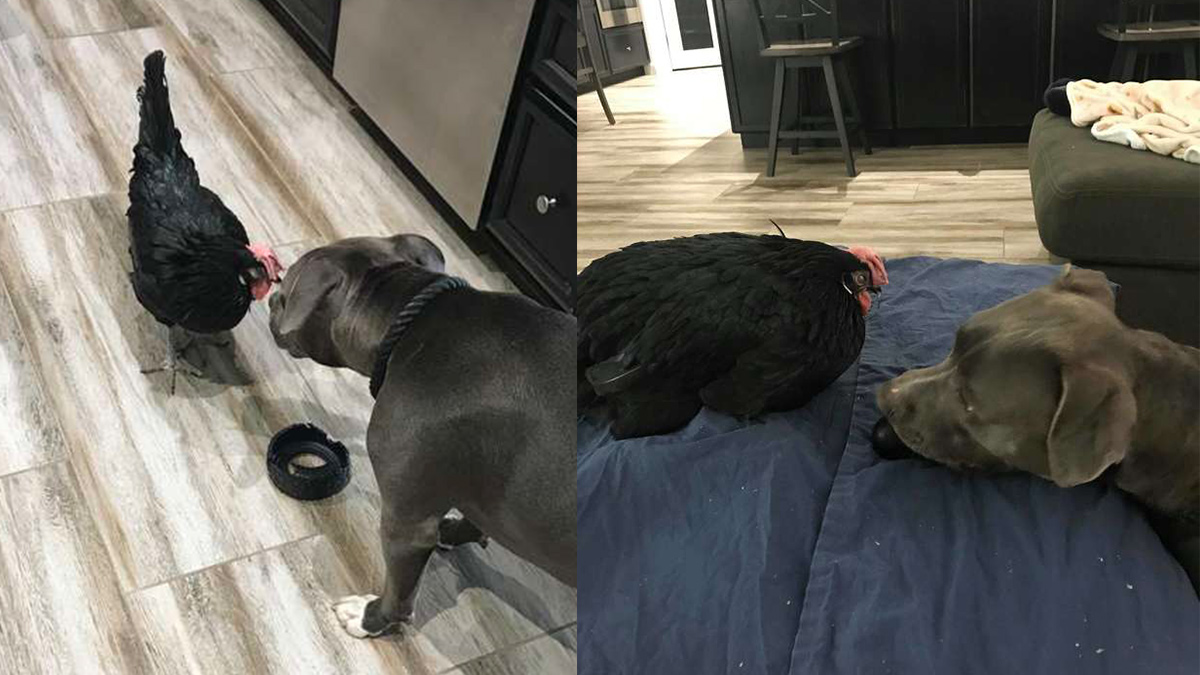 This Blind Chicken Is Best Friends With A Pit Bull & I’m Officially Crying At My Desk
