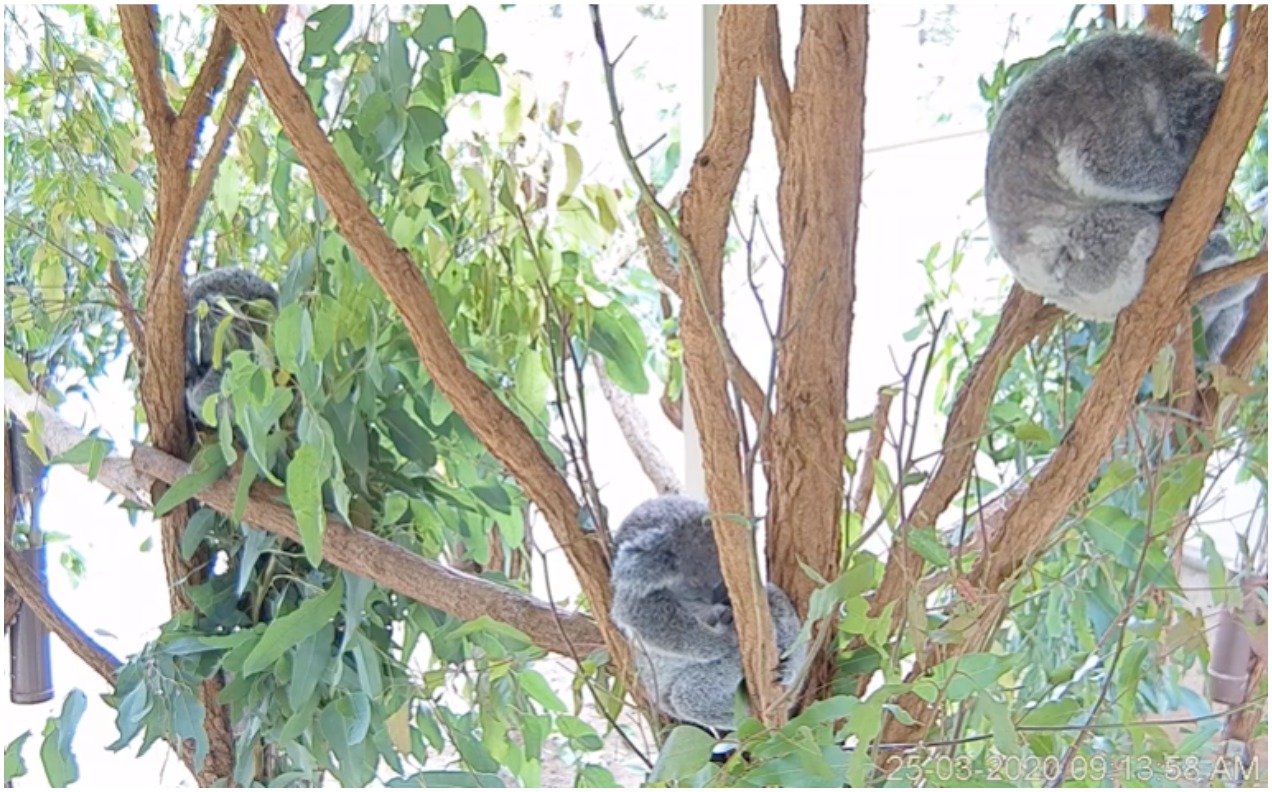 This QLD Koala Live Stream Will Put A Little Sunshine In Your Blergh Week