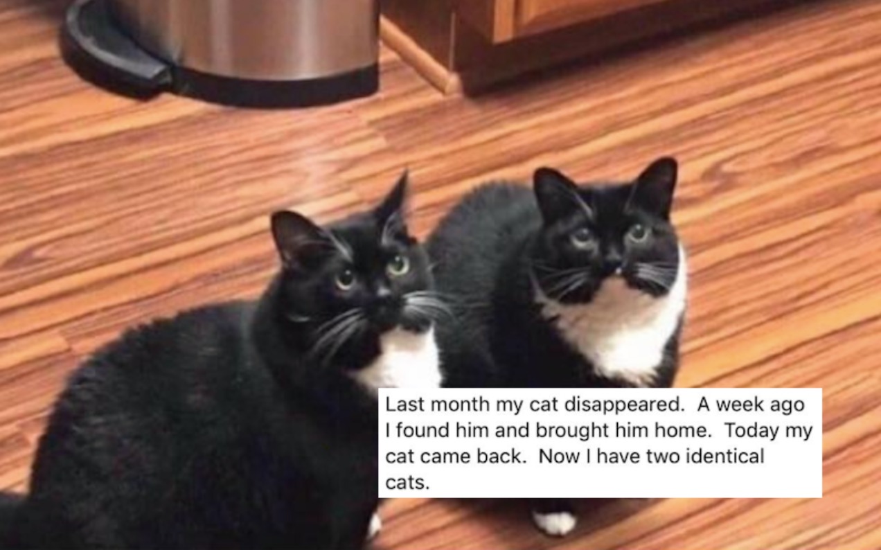 Spare A Thought For This Dude Who Lost His Cat & Accidentally Ended Up With Two Of Them