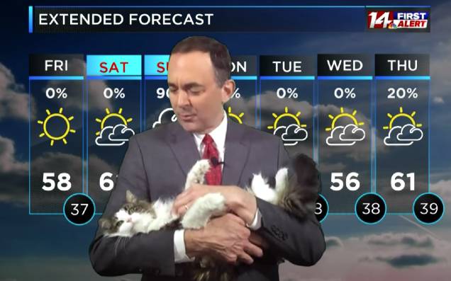 A Weather Reporter’s Cat Interrupted His Live-Cross From Home & Is Now An Iso-Star