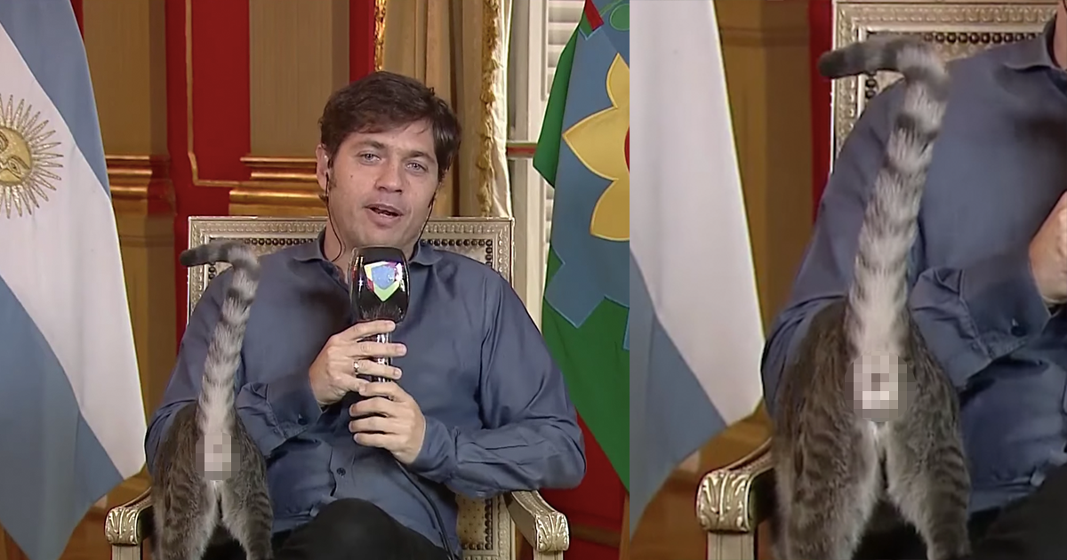 Buenos Aires Governor’s Cat Unapologetically Flashes Anoos During Live Telly Interview