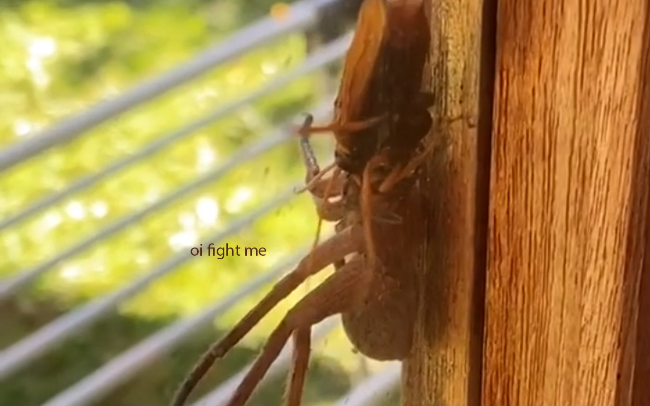 This Video Of A Wasp About To Lay Eggs In A Paralysed Spider Is Nature At Its Most Nope