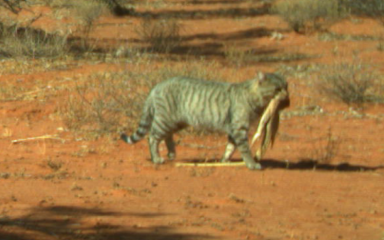 Fear This Giant Feral Cat, Who Photobombed A USyd Project With A Goanna In Its Gob