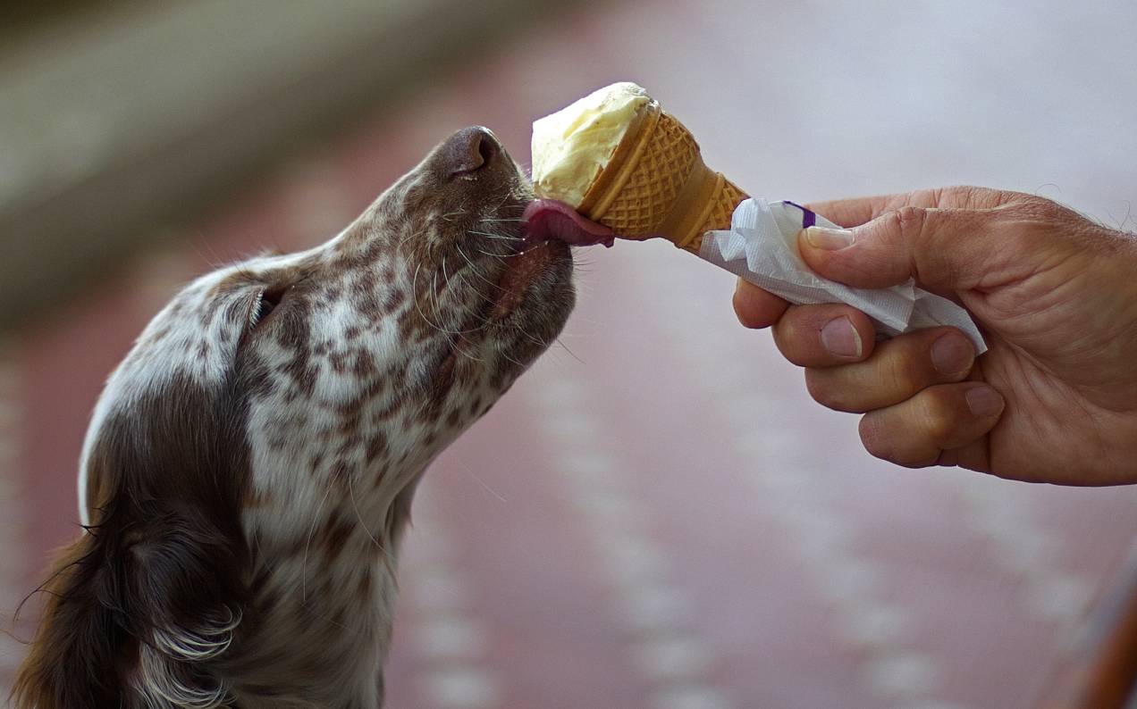 Turns Out 45% Of You Would Eat Ice Cream Licked By Yr Dog, Which Is Certainly A Choice