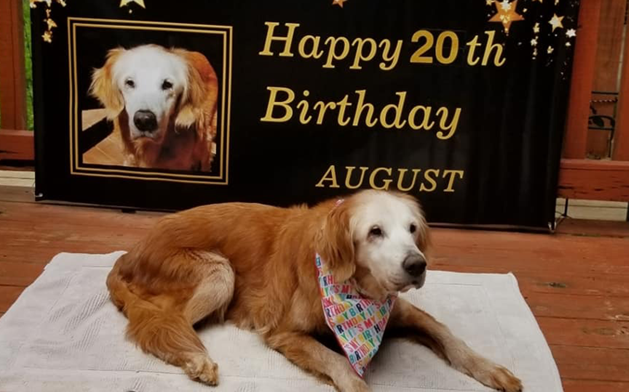 May We Shed A Pool Of Happy Tears For Rescue Dog Augie, The World’s Oldest Golden Retriever