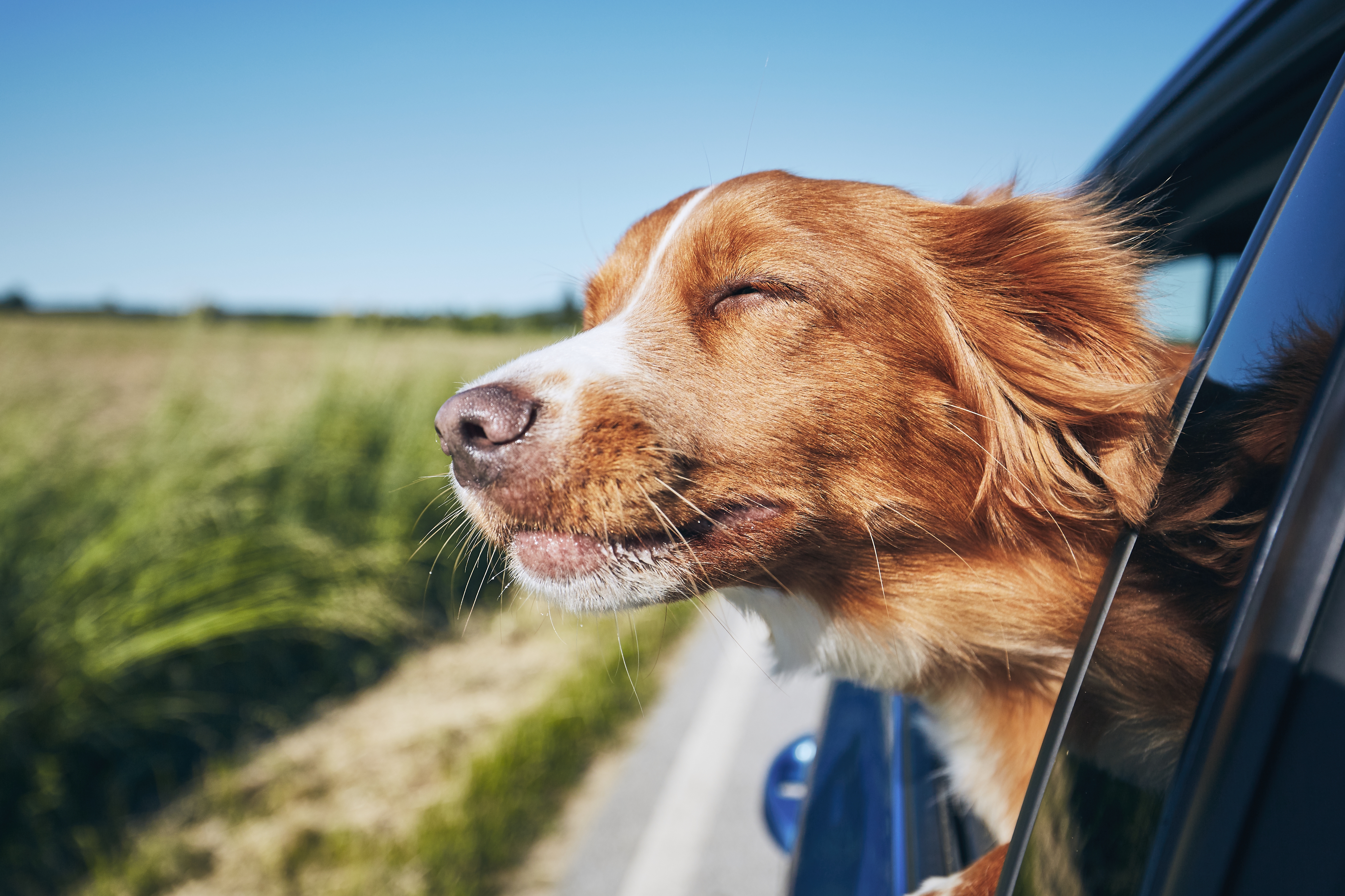 Here’s Everything You Should Know Before Taking Your Doggo On A Road Trip Holiday