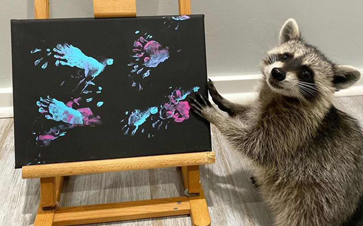 A Rescue Raccoon Is Selling Its Picasso-Tier Finger Paintings Online, That Is All