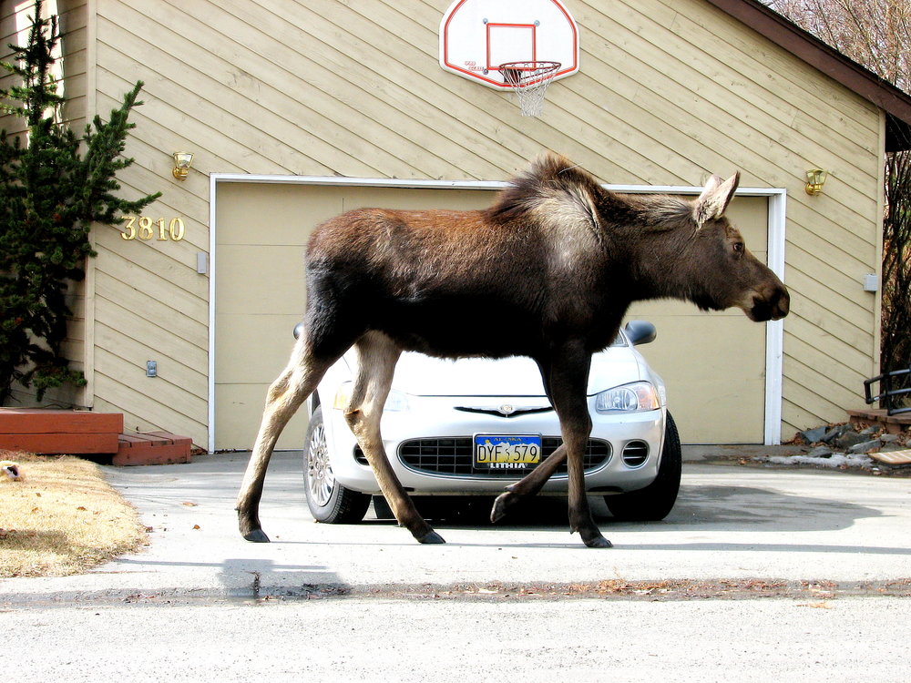 Just Gonna Say It: Nobody Gave Moose The Right To Be So Big