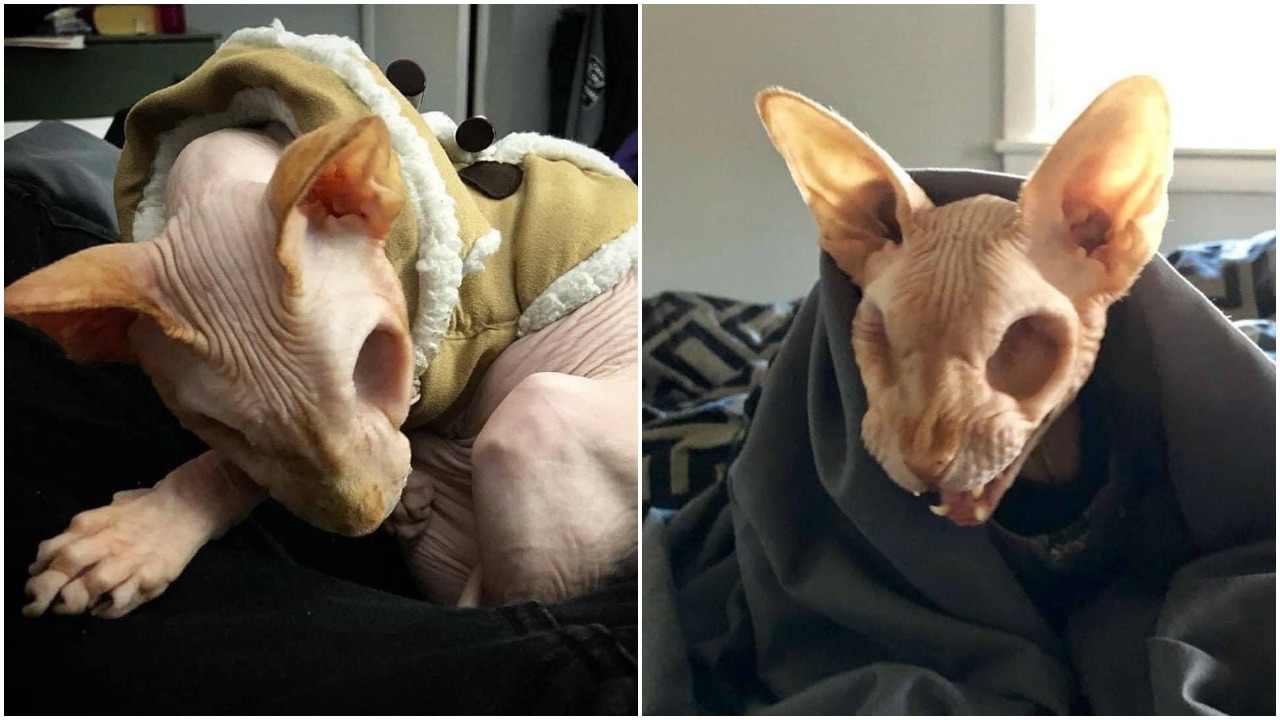 I Can’t Stop Thinking About This Eyeless Sphinx Cat Named Jazzypurrs That’s An IRL Skelanimal