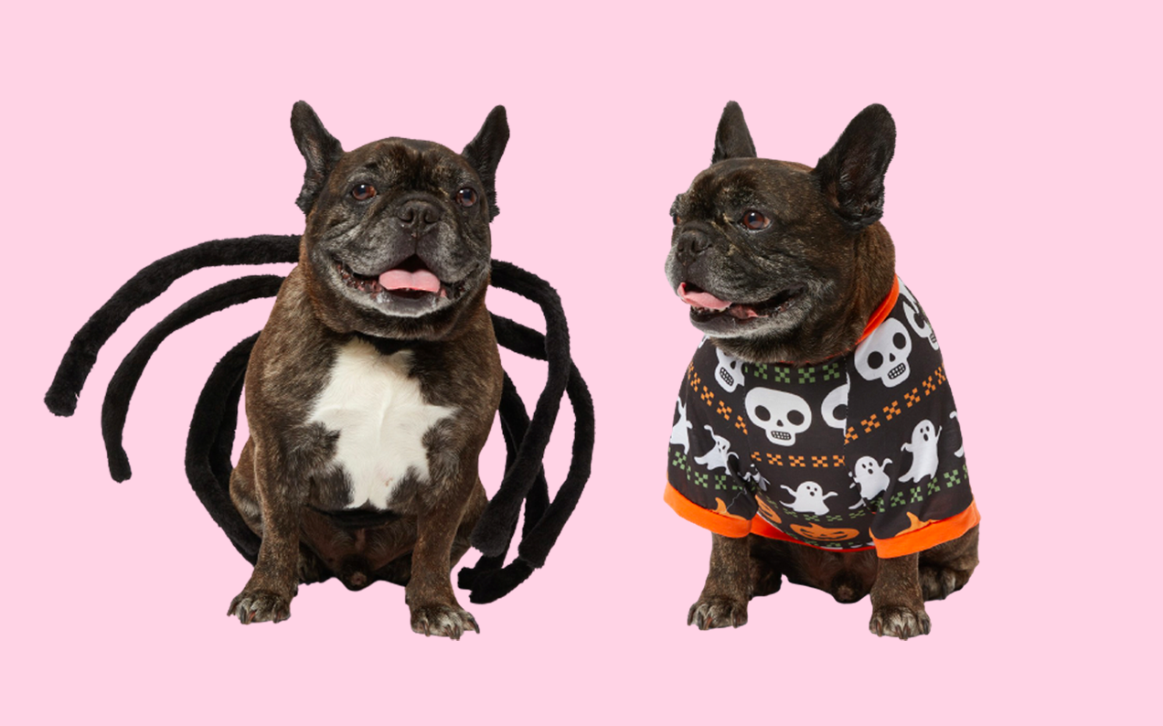 Big W Has Unleashed A Halloween Range For Your Spooky Little Shit Of A Dog
