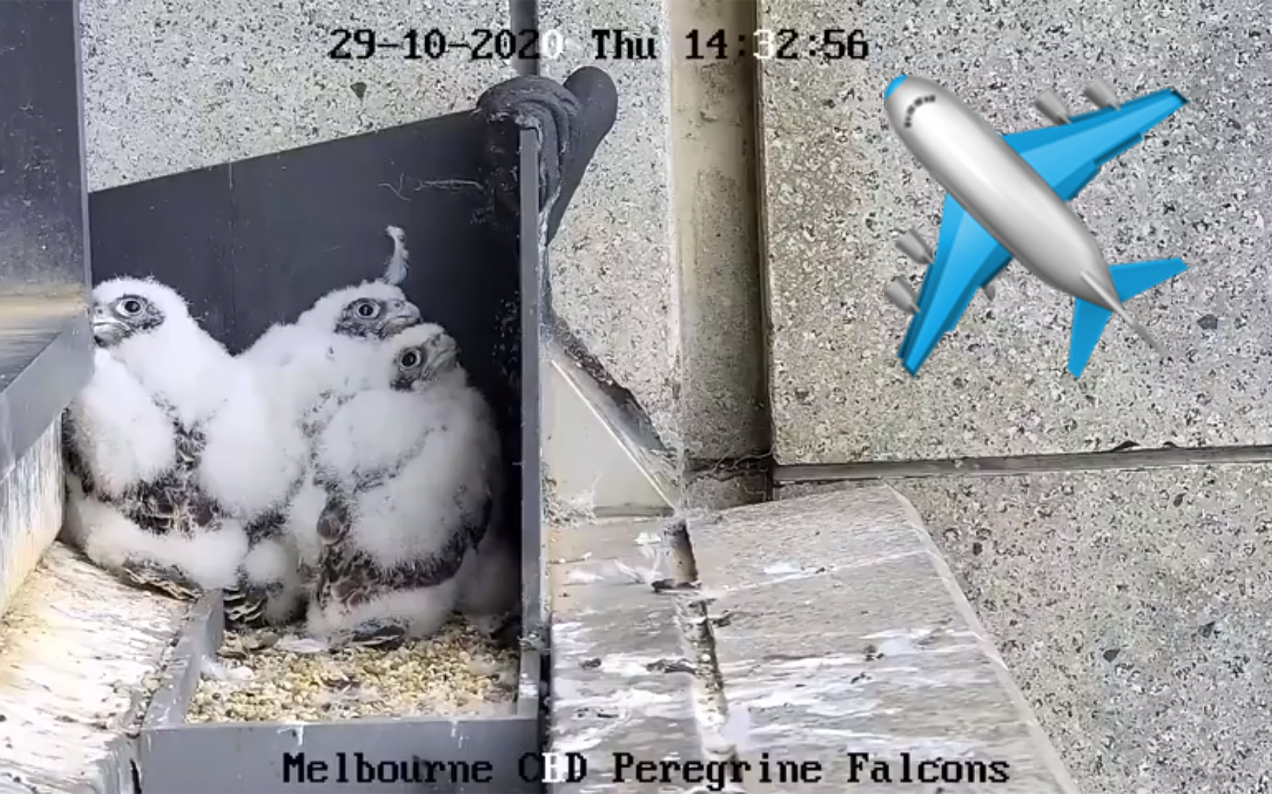 I Would Die For The Collins St Falcon Chicks Who Got Scared At The Sound Of An Aeroplane