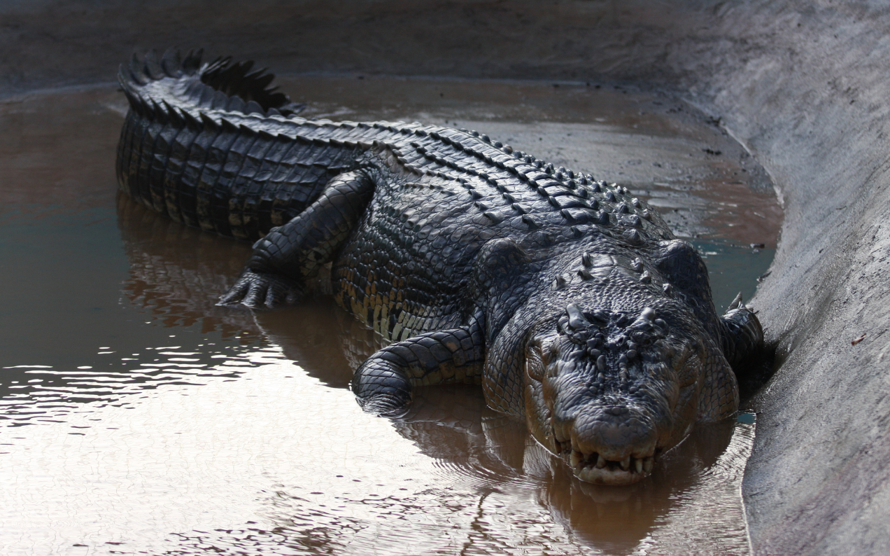 Luxe Brand Hermès Has Bought 376 Acres Of NT Farmland To Turn Into A Massive Crocodile Farm