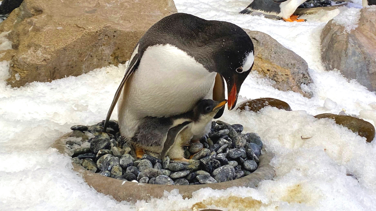 Melbourne’s Gentoo Penguins Zeus And Roger Have Hatched The Cutest Little Pingu Bebes