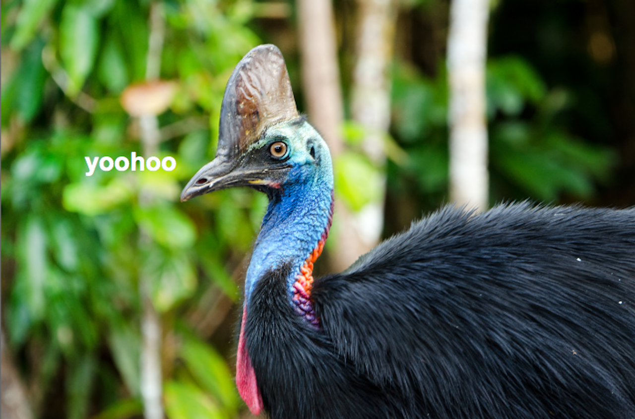 Someone Fire All Of My High School Teachers Because I Only Just Found Out Cassowaries Exist