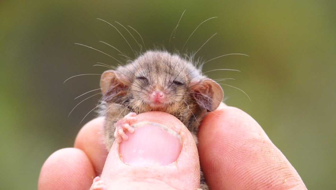 The Cutest Little Pygmy Possum Was Found On Kangaroo Island & We Must Protect It At All Costs