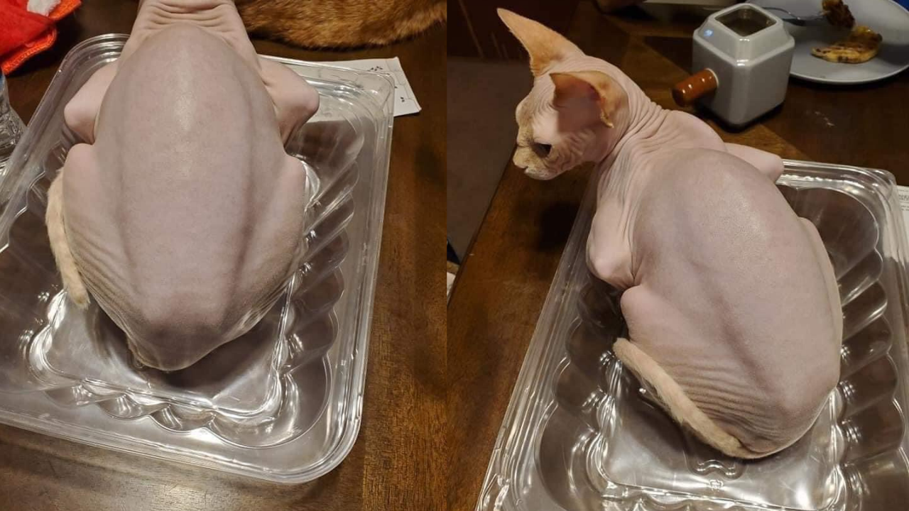 Please Indulge Me As I Try To Wrap My Head Around The Existence Of Rotisserie Chicken Cat