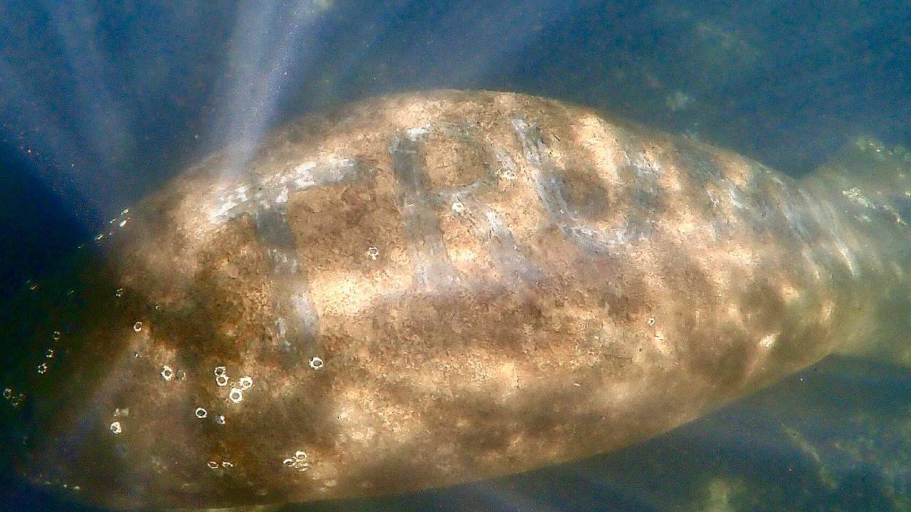 Jesus Christ, A Wild Florida Manatee Has Been Found With ‘TRUMP’ Scraped Into Its Back