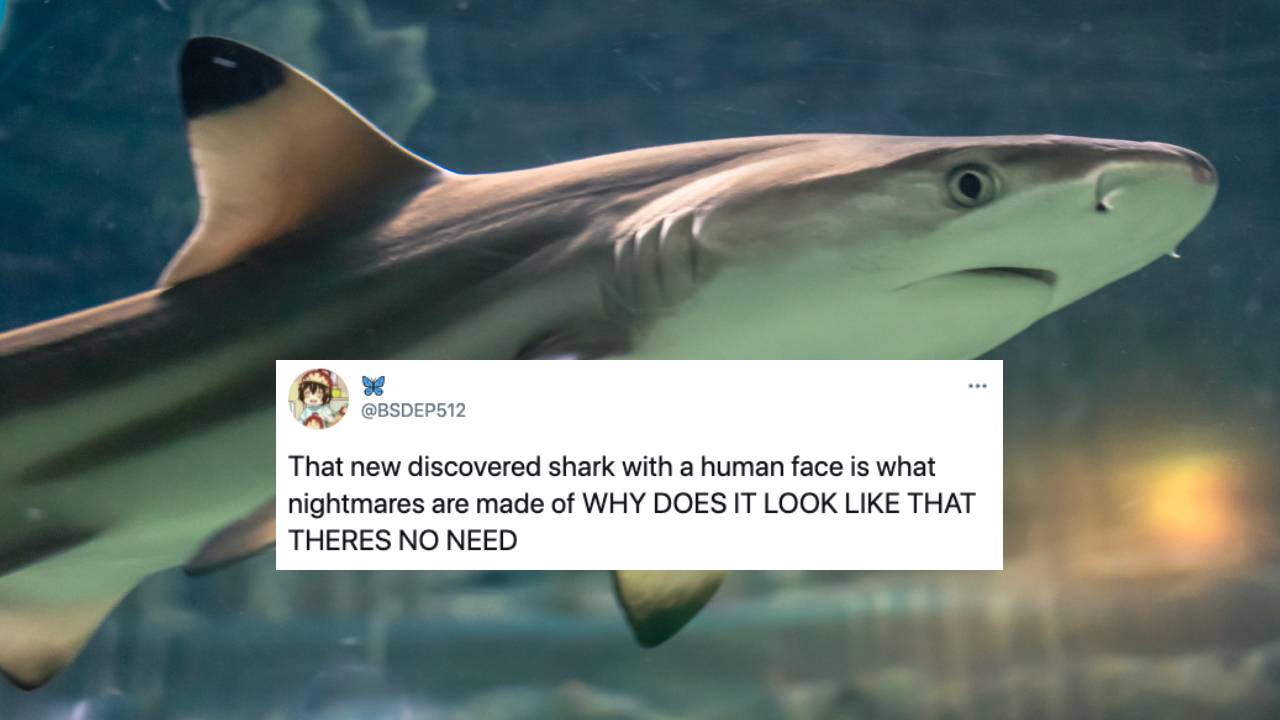 A Mutant Shark With A Fkd ‘Human Face’ Has Been Found & I’m Sure This Isn’t A Worrying Omen