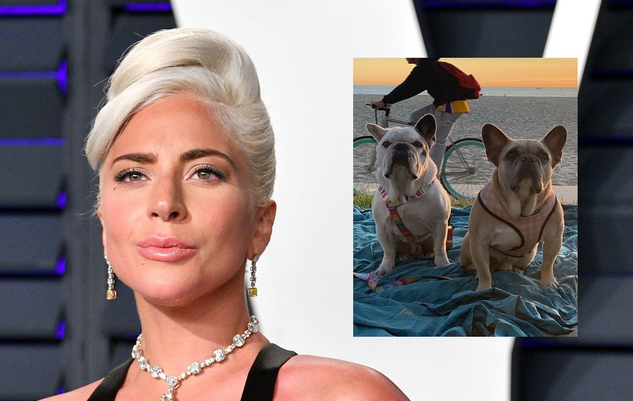 Lady Gaga’s Beloved French Bulldogs Koji And Gustav Have Been Returned Safe And Sound