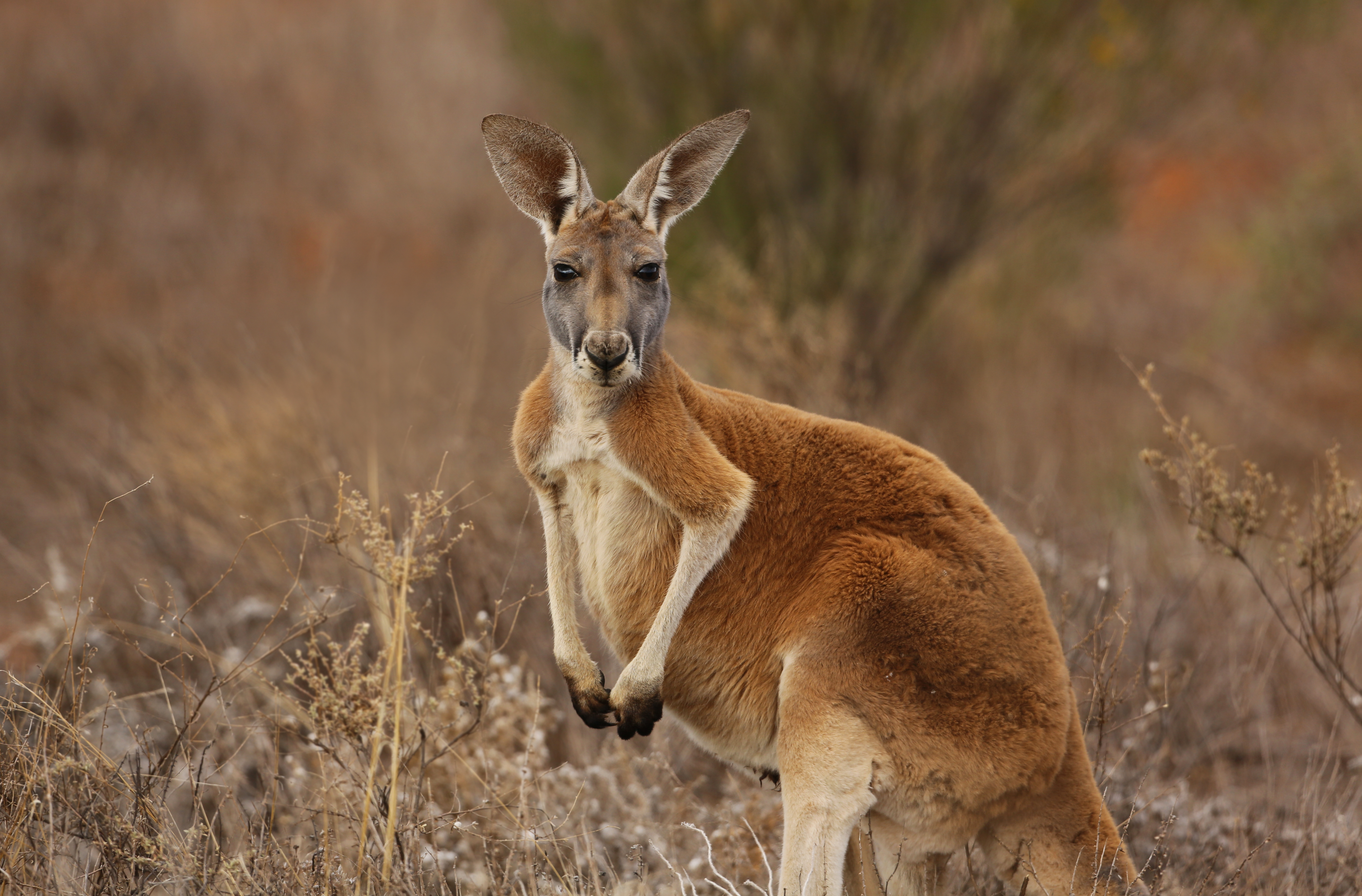 Australia Was Once Home To Swole Kangaroos Who Could Climb Trees & We Say: Bring Them Back
