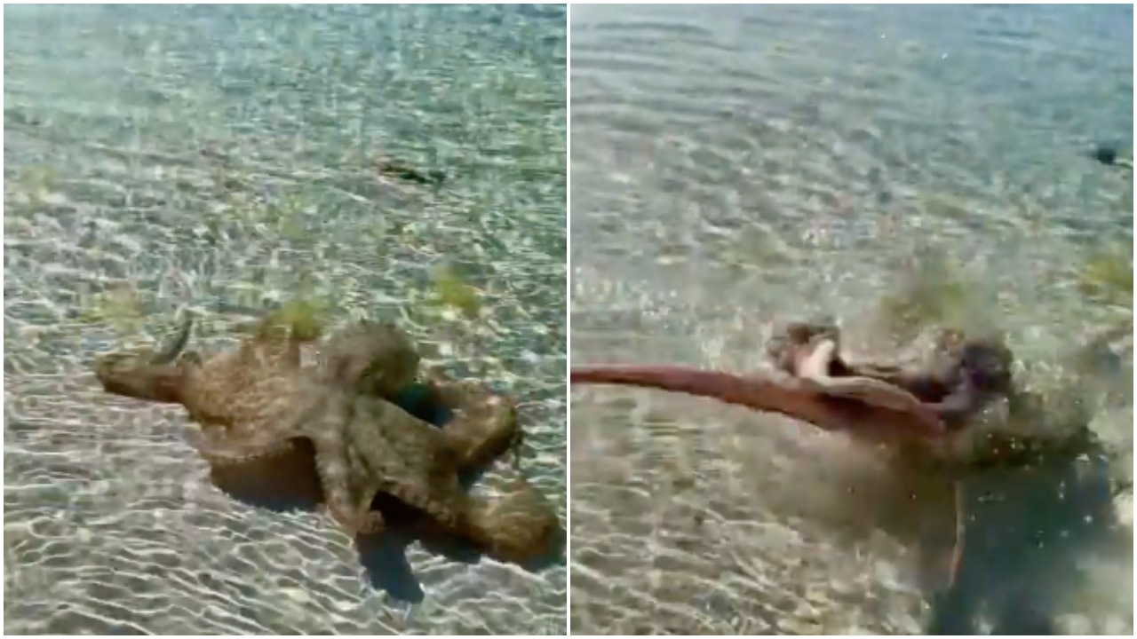 This Video Of An Octopus Opening A Can Of Whoopass On A Man Makes Me Never Want To Swim Again