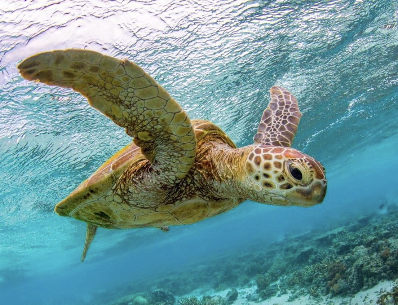 These Southern Great Barrier Reef Experiences Let You Swim With Baby Turtles & Cuddle Some Cows