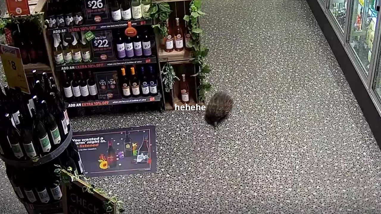 A Wee Echidna Broke Into A NSW Grog Shop, Smashed A Few Bottles & Snoozed Under The Shelves