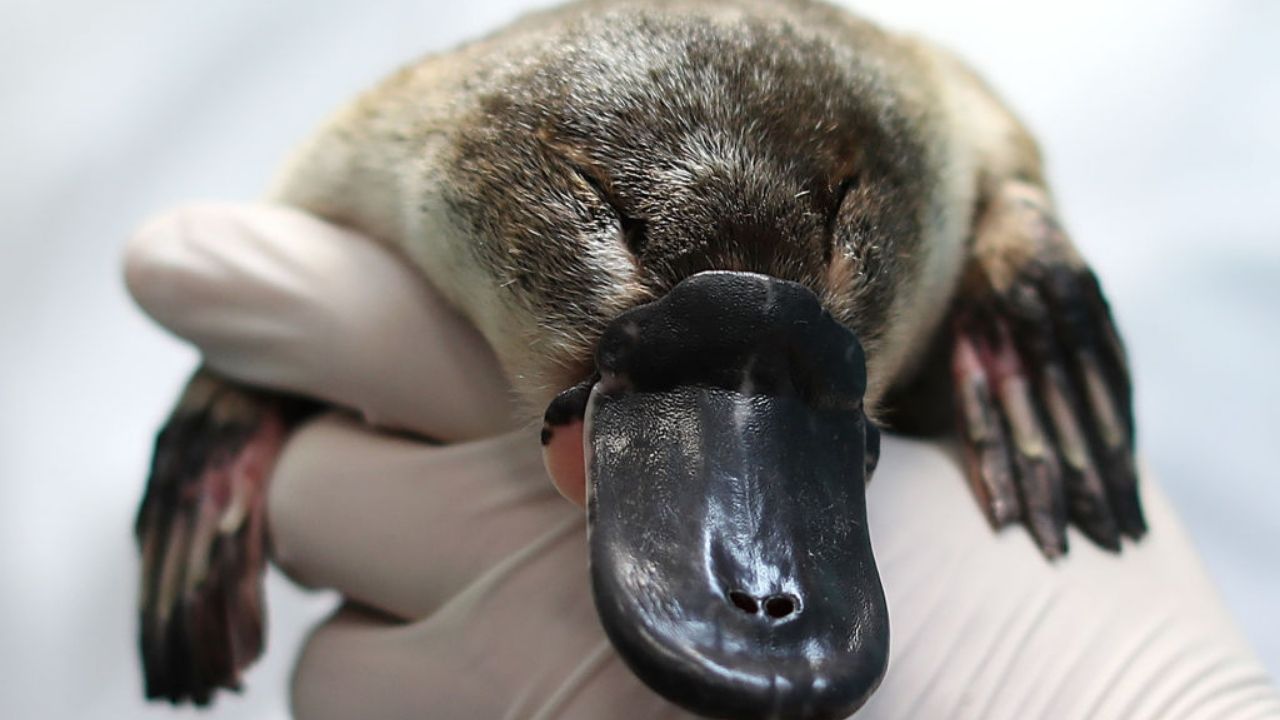 Wholesome News: Platypuses Are Being Reintroduced To Royal National Park After Nearly 50 Years