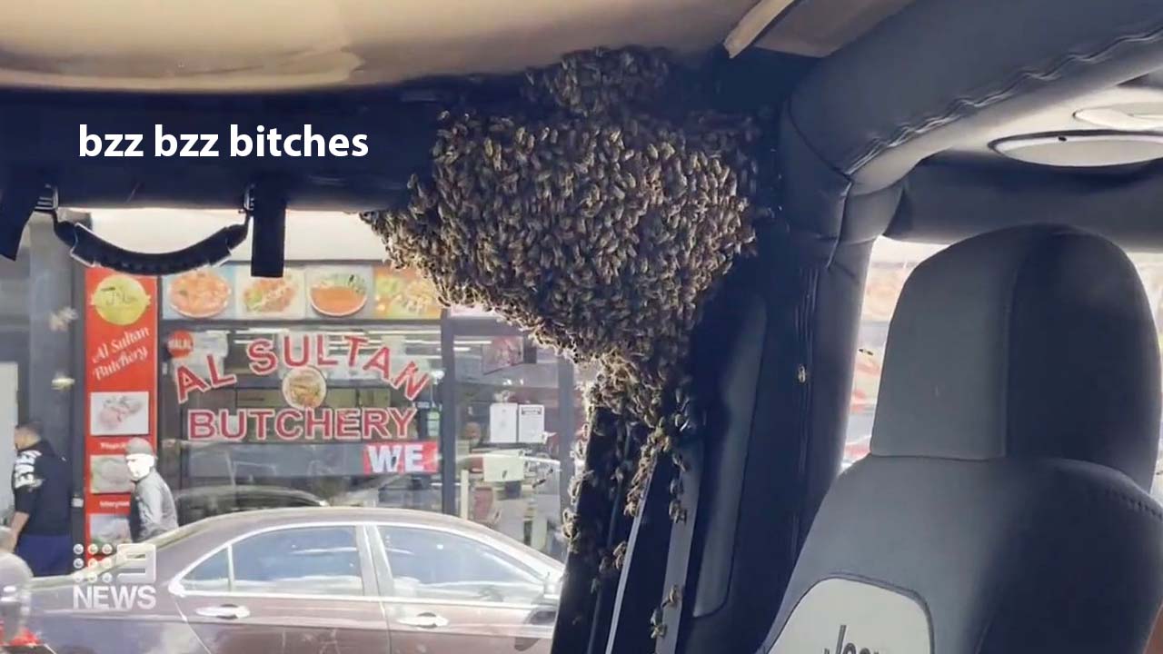 A Swarm Of Stingy Bois Snuck Into A Poor Man’s Car In Sydney While He Was Shopping For A Loaf