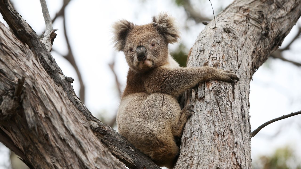 The Australian Reptile Park Rents Out Koalas To Rich People & What In The Capitalist Dystopia?