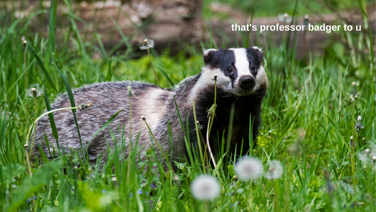 Shoutout To This Hungry Badger Who Helped Find Loads Of Roman Coins, AKA Employee Of The Month