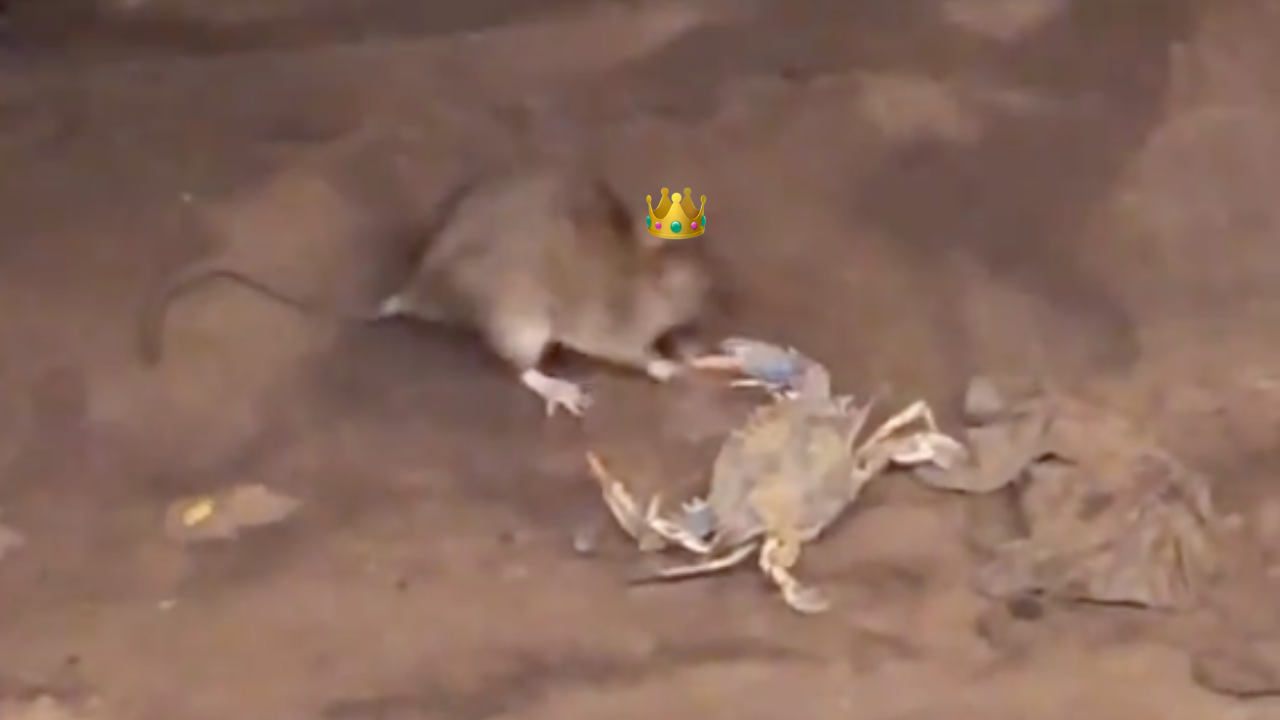 All Hail Crab Rat, The Newest And Fanciest Member Of The New York City Subway Rat Dynasty