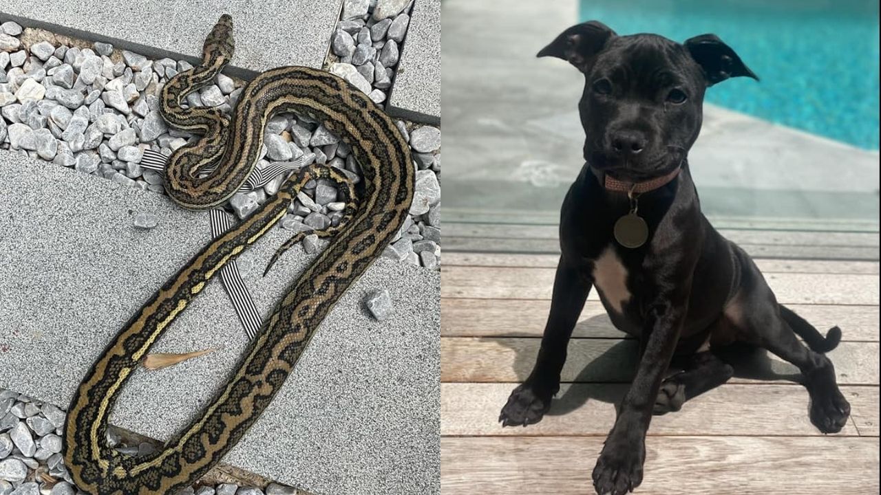 Bow Down To This Legend Who Pried A Snake Off A Puppy With His Bare Hands & Then Wrestled It