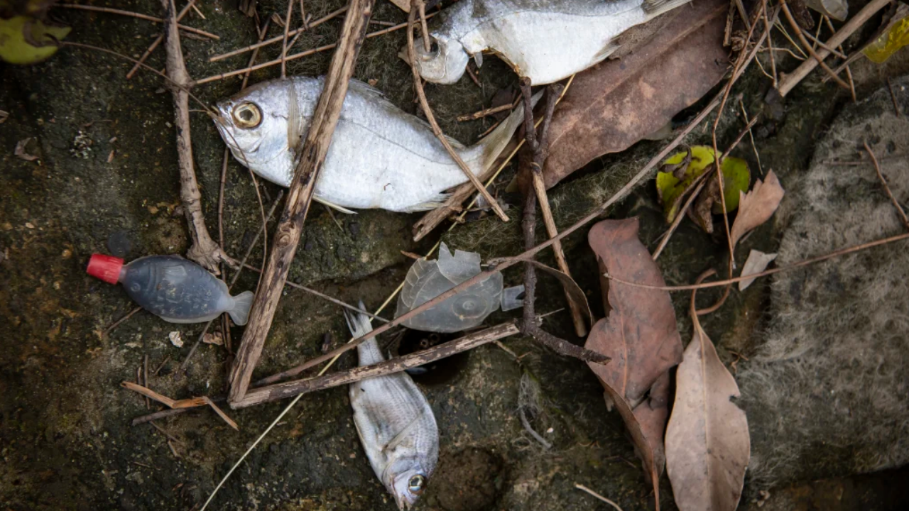 Thousands Of Dead Fish Have Washed Up In Sydney As Experts Warn Of Another Mass Death Event
