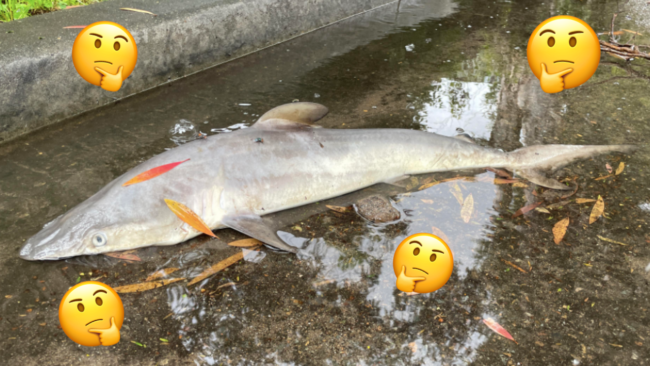 Did A Shark Actually Wash Up In Sydney’s Inner West Or Is This Flake News? An Investigation