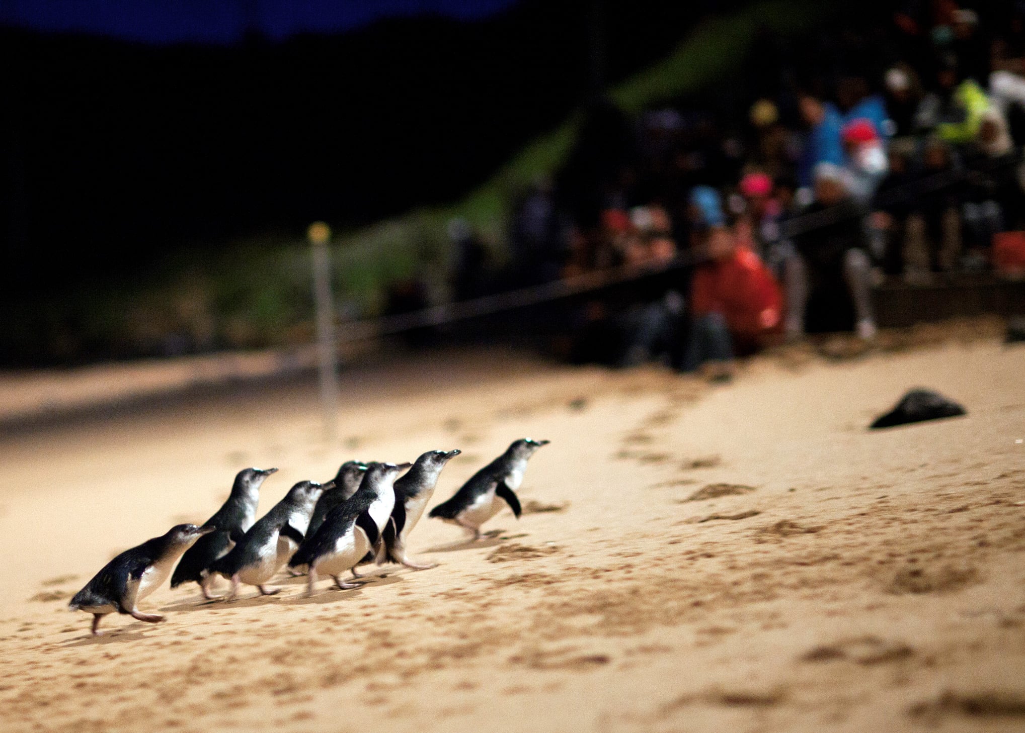 Noot Noot: This Daily Penguin Parade Happens A 2-Hour Drive From Melbs On Phillip Island