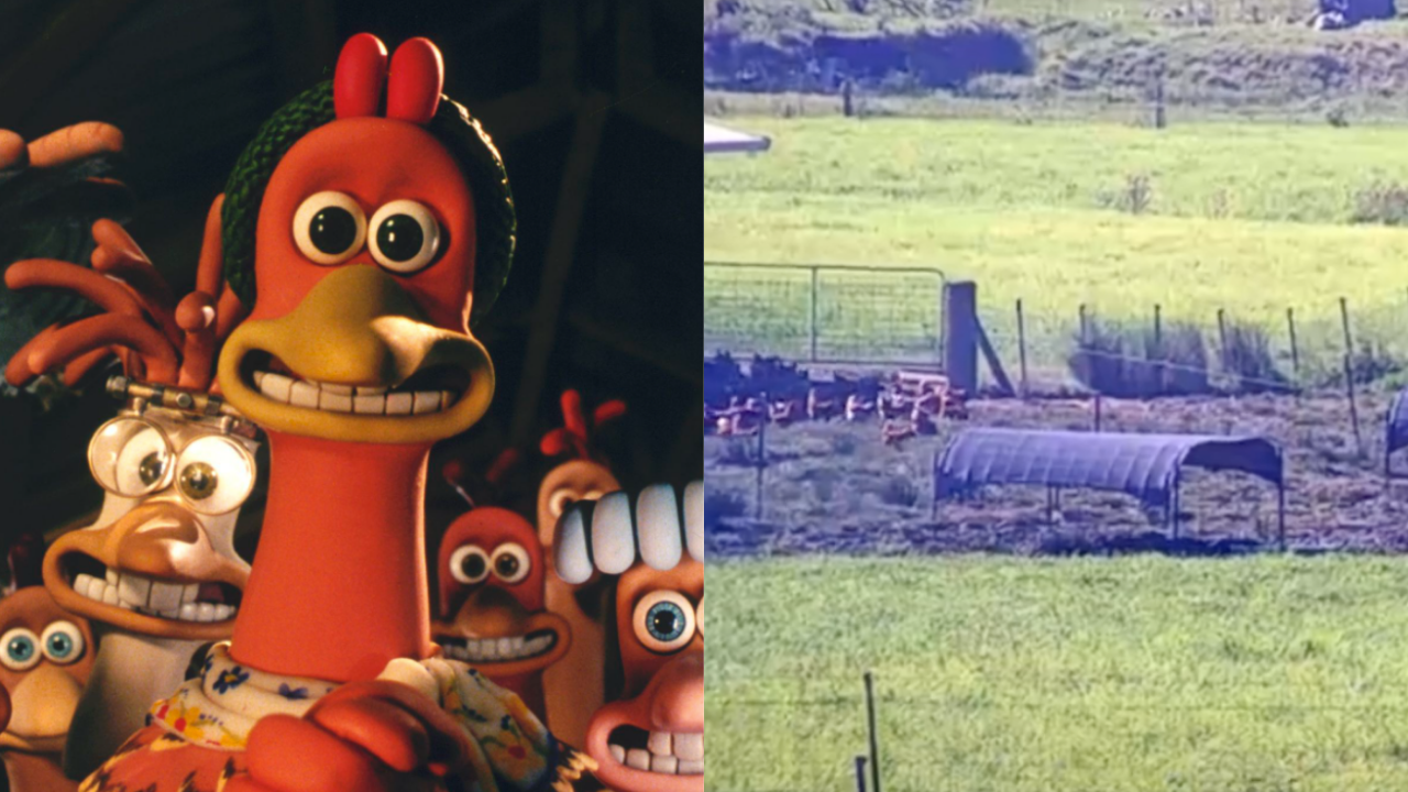 TikTok Rediscovered This Free-Range Chook Live Stream And I Cannot Wait For Chicken Run 2