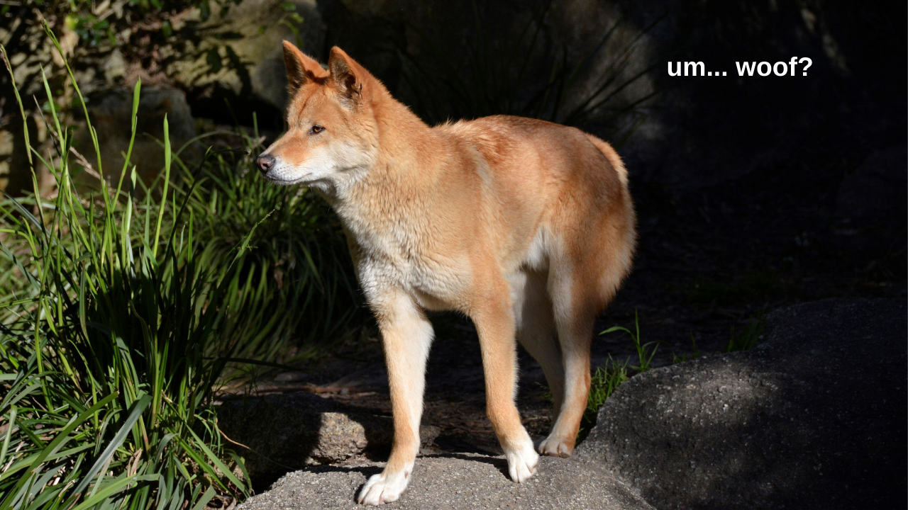 Turns Out Dingo DNA Is Somewhere Between Doggos & Legit Wolves So Pls Don’t Go Patting Them