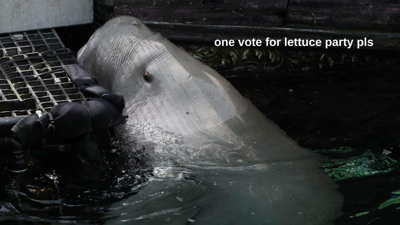 Pig The Dugong Officially Made His Election Prediction & That’s The Political Commentary I Need
