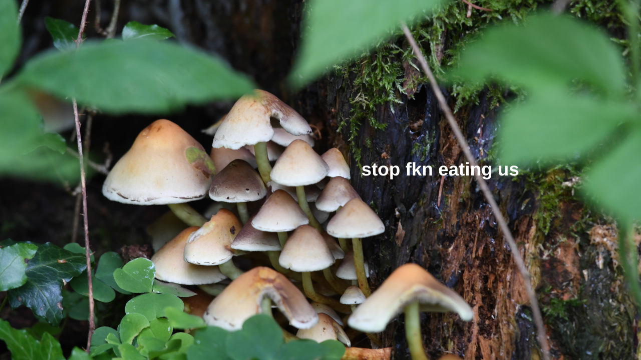 People In NSW Keep Accidentally Eating Poisonous Mushrooms So Pls Just Go To The Shops Instead